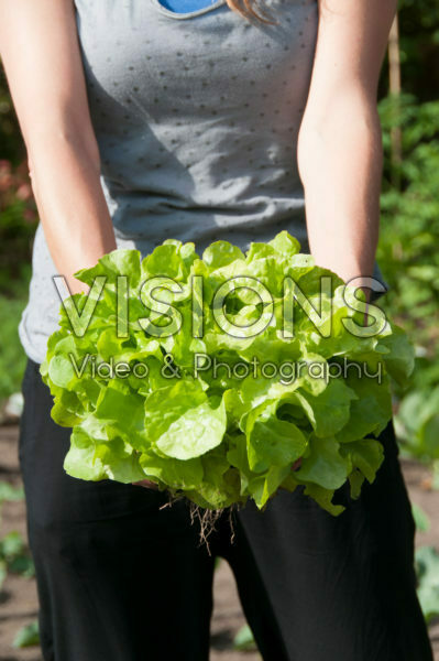 Harvested lettuce