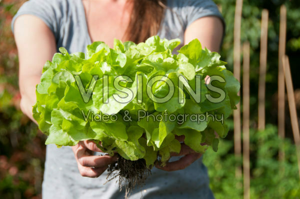 Harvested lettuce