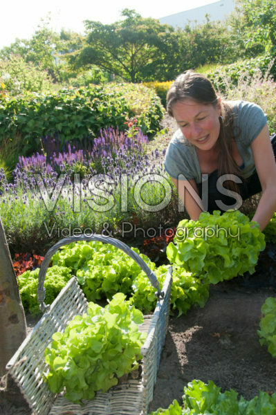 Woman harvesting lettuce