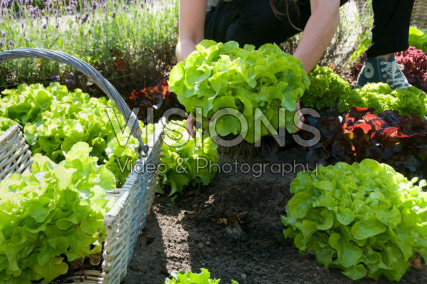 Harvesting lettuce
