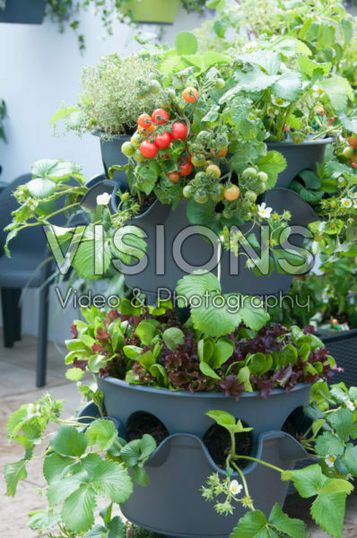 Vegetables on pot Vegetables on pot