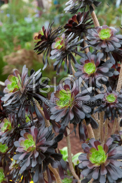 Aeonium arboreum Schwarzkopf Aeonium arboreum Schwarzkopf