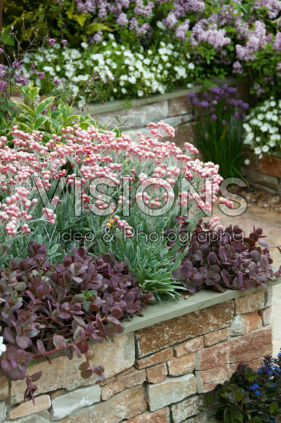 Helichrysum Ruby Cluster Helichrysum Ruby Cluster