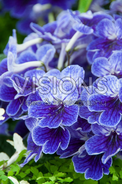 Streptocarpus Denim Streptocarpus Denim