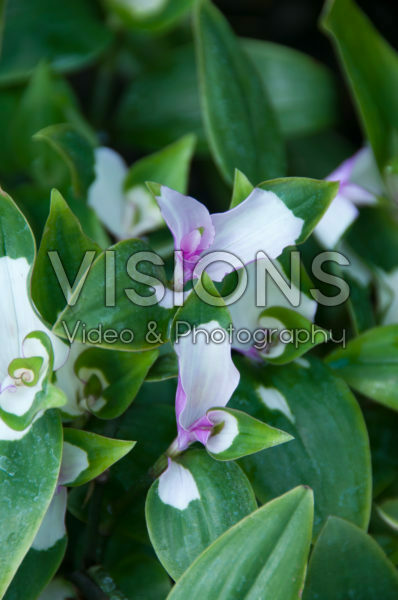 Tradescantia fluminensis Maiden's Blush