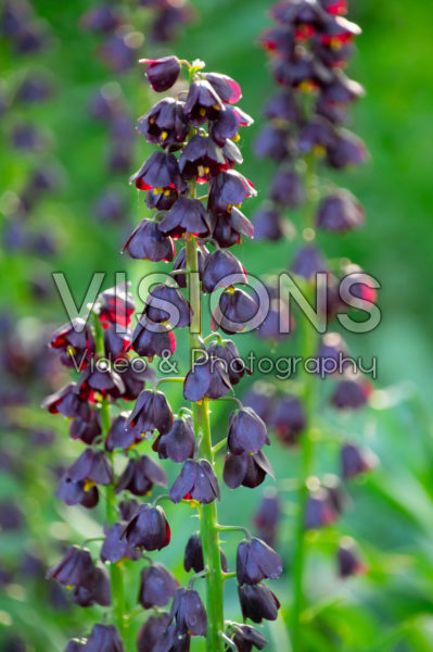 Fritillaria persica Purple Dynamite Fritillaria persica Purple Dynamite