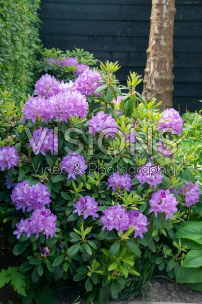 Rhododendron Catawbiense Boursault