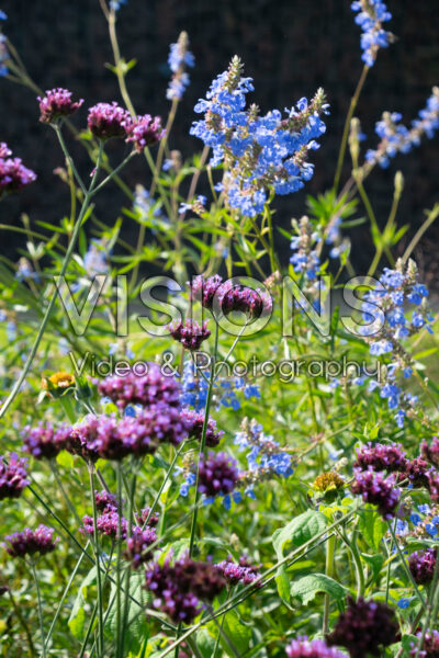 Verbena bonariensis, Salvia uliginosa Verbena bonariensis, Salvia uliginosa