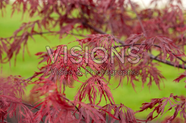 Acer palmatum Firecracker Acer palmatum Firecracker