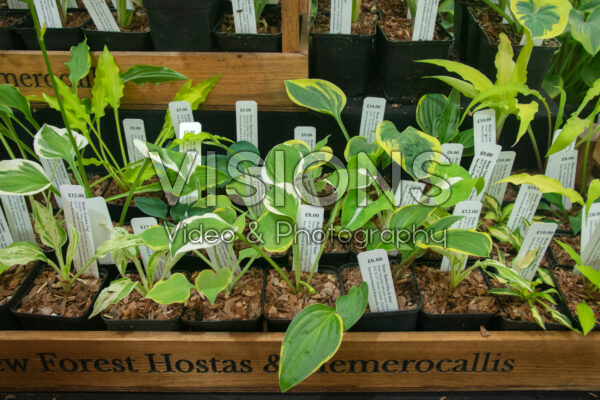 Hosta seedlings Hosta seedlings