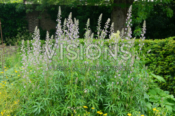 Delphinium requienii