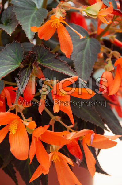 Begonia boliviensis Bossa Nova Night Fever Papaya