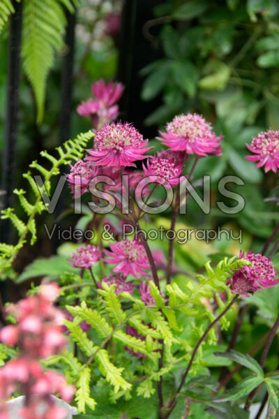 Astrantia major Sparkling Stars Red Astrantia major Sparkling Stars Red