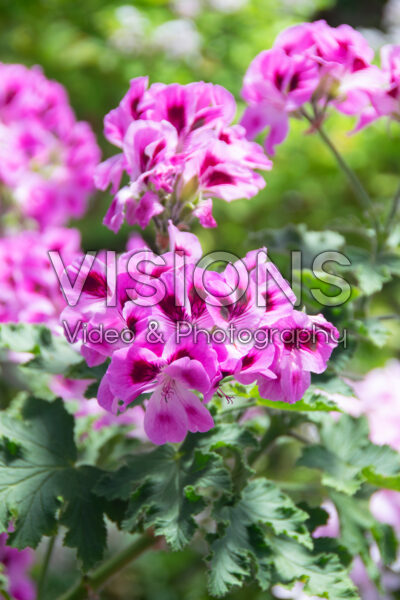 Pelargonium Paton's Unique Pelargonium Paton's Unique