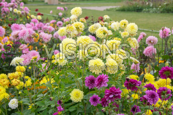 Dahlia border