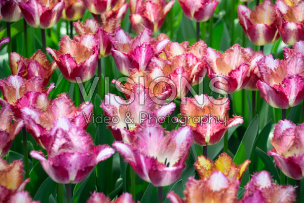 Tulipa Colour Fusion Tulipa Colour Fusion