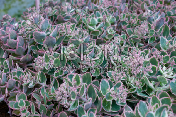 Sedum La Vie en Rose Sedum La Vie en Rose