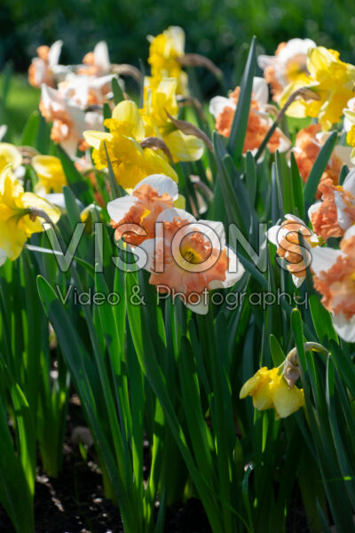 Narcissus Blazing Starlet, Sunny Girlfriend Narcissus Blazing Starlet, Sunny Girlfriend