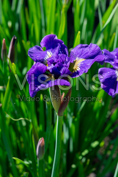 Iris sibirica Double Standard Iris sibirica Double Standard