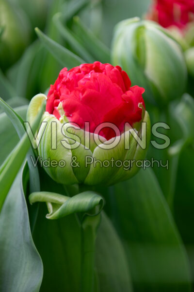 Tulipa Promiss Tulipa Promiss