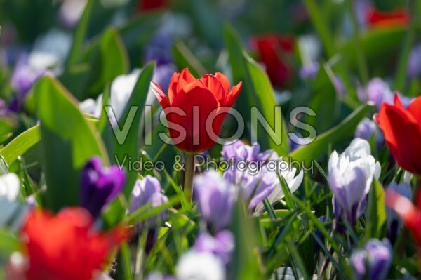 Tulipa Showwinner, Crocus Tulipa Showwinner, Crocus