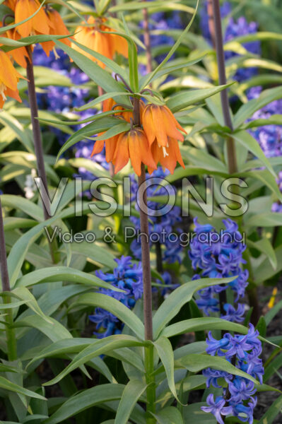 Fritillaria imperialis Early Dream Fritillaria imperialis Early Dream