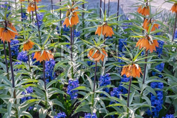 Fritillaria imperialis Early Dream, Hyacinthus Delft Blue Fritillaria imperialis Early Dream, Hyacinthus Delft Blue