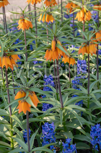 Fritillaria Early Dream, Hyacinthus Delft Blue Fritillaria Early Dream, Hyacinthus Delft Blue