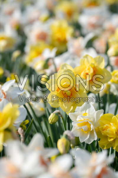 Narcissus dubbele gemengd Narcissus dubbele gemengd