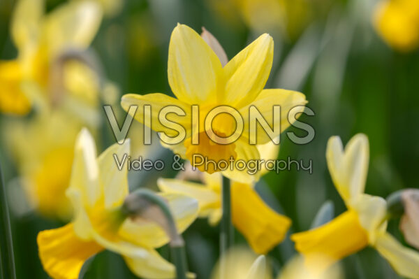 Narcissus Mother Duck Narcissus Mother Duck