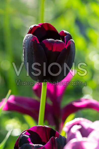 Tulipa Paul Scherer Tulipa Paul Scherer