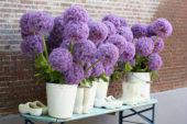 Allium Globemaster