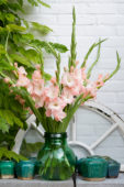 Gladiolus in vase