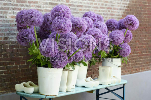 Allium Globemaster Allium Globemaster