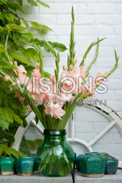 Gladiolus in vase