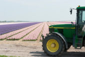 Tractor at bulb field