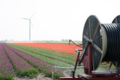 Watering bulb field