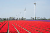 Tulipa field