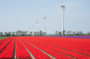 Tulipa field
