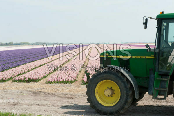 Tractor at bulb field