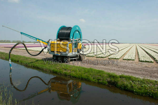 Watering bulb field Watering bulb field