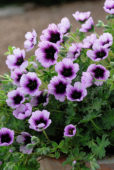 Geranium cinereum Thumbling Hearts