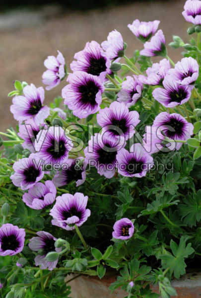 Geranium cinereum Thumbling Hearts