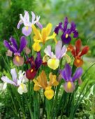 Iris Beauty mixed