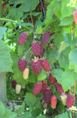 Rubus Tayberry