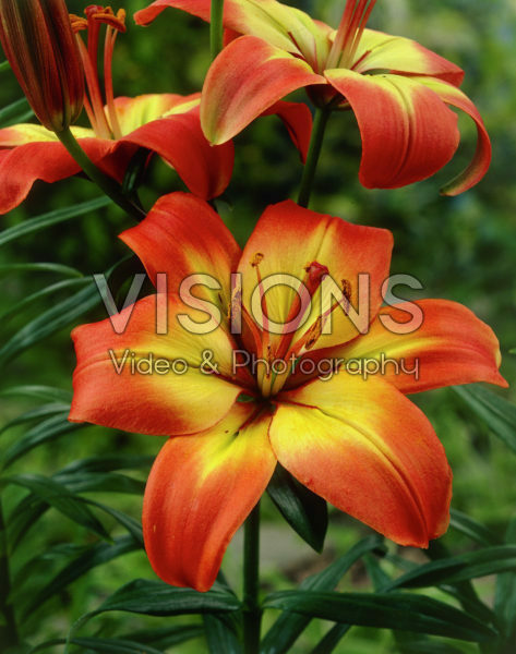 Lilium Forever Linda