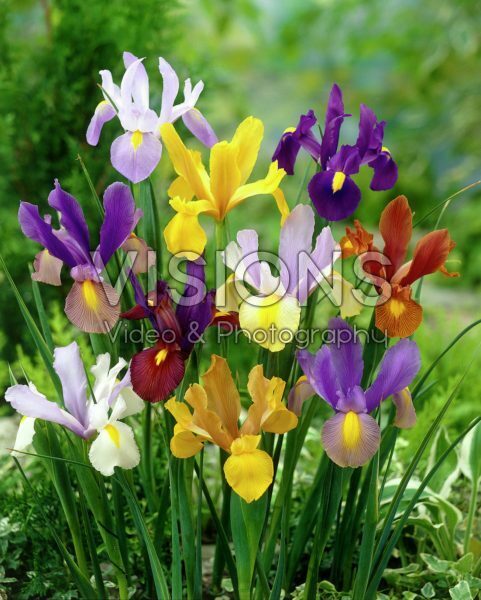 Iris Beauty mixed