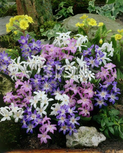 Chionodoxa mixed