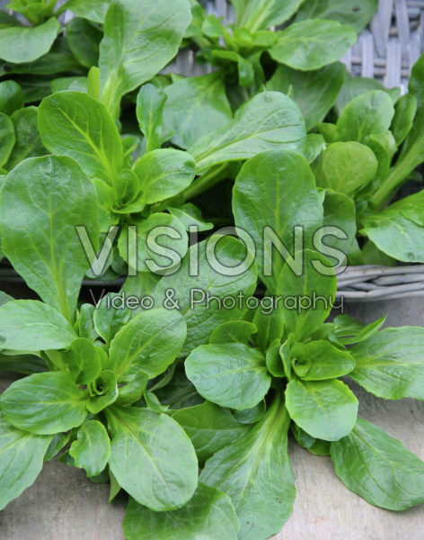 Lactuca sativa Verte de Cambrai Lactuca sativa Verte de Cambrai