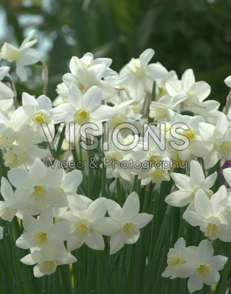 Narcissus Sailboat Narcissus Sailboat